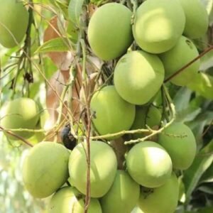 Kottapalli Kobbari